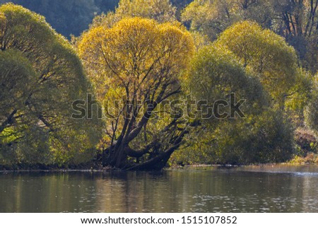 Picturesque willows with yellow leaves is inclined over the water in city park in the Moscow