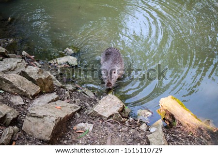 Big adult muskrat eating on the lake shore