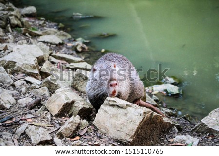 Big adult muskrat eating on the lake shore
