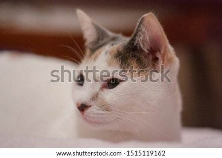 Closeup portrait of beautiful young white cat: Concept of pet and lifestyle