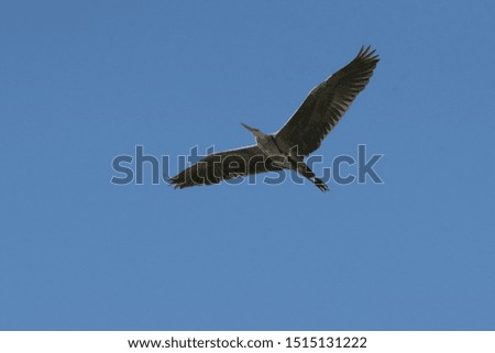 Grey Heron (Ardea cinerea)  in Flight