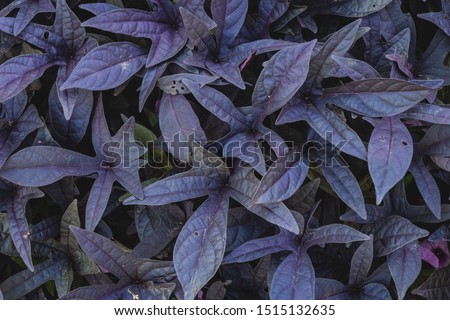 Close up picture of violet and green leafs