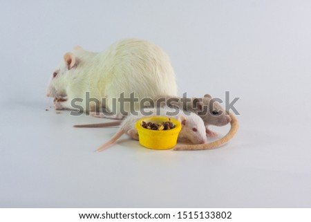 The rat eats with its young. Decorative rodents closeup. Mice eat food.