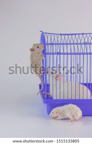 A rat clambers over the cage. The mouse is sitting behind bars. Decorative rodents closeup.