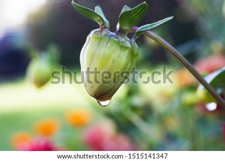 Green flower bud on a stem close up