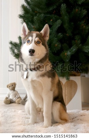 Husky dog sitting next to a Christmas tree. Dog holiday gift.