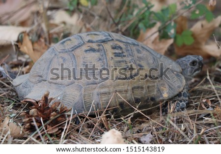 Very cute tortoise is walking on the road