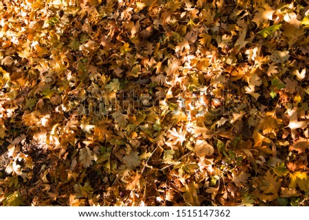 Golden carpet of yellow fallen leaves.