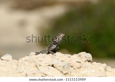 lizard sitting on a rock and basking in the sun
