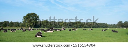 panoramic picture of black and white holstein cows in meadow with trees in province of utrecht in the netherlands