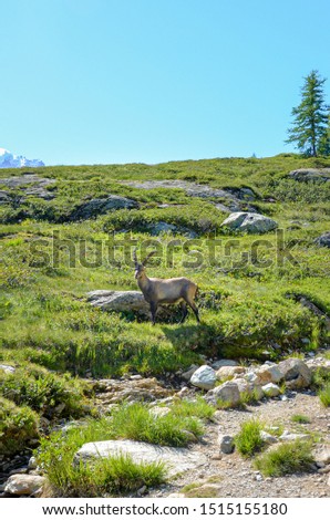 Alpine Ibex on a hill in the French Alps close to Chamonix-Mont-Blanc. Wild goat, mountain goat. Alpine landscape in the summer. Snow-capped mountains in the background. Vertical picture.