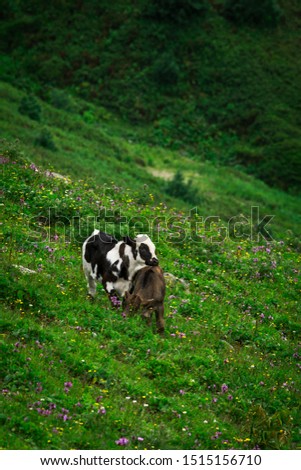 Cows grazing on the Montane grasslands with calves in Sochi
