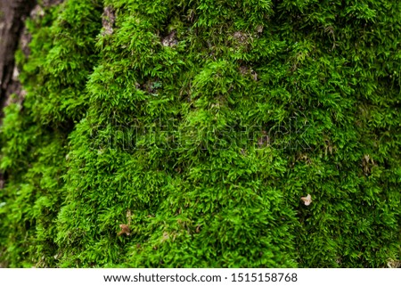 Green moss in autumn forest close up