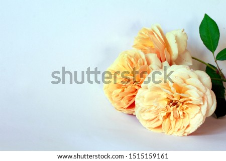 English yellow roses background with copyspace