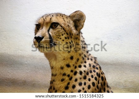 portrait of beautiful posing cheetah