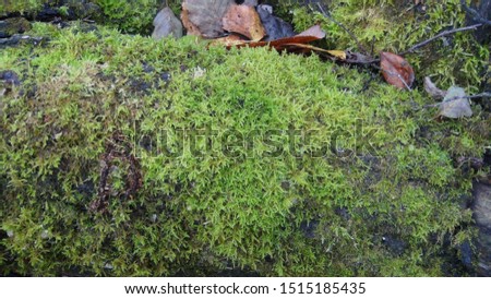 green moss on a tree trunk in the forest in autumn time of the year after rain