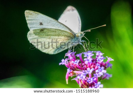 Lovely white butterfly and purple flowers