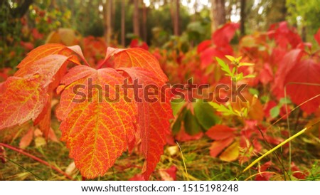 Tree with red and yellow leaves in the autumn park.