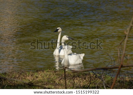 The trumpeter swan (Cygnus buccinator) on the lake. Beautiful  North American species of swan. Native species of north America. 