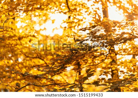 Magic sunset ray glow in the forest. Zen atmosphere in the fall.
Sunset in the forest in the fall. The rays shine through the leaves.