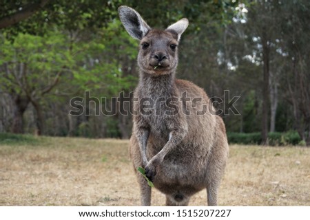 A young kangaroo in Western Australia