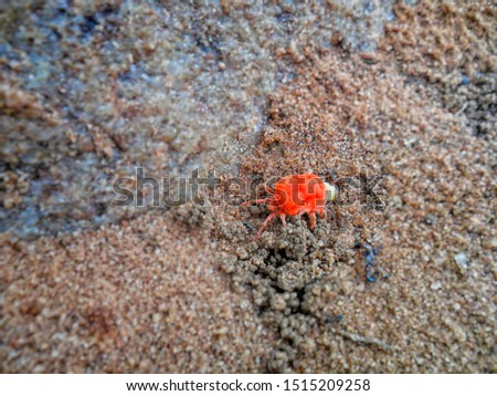 A small bug walking on sand. Red colored beetle with eight legs. Closeup photography.