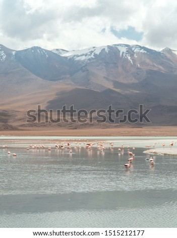 Group of beautiful pink flamingos walking and feeding in lake. Mountain landscape background. Natural wildlife shot in Uyuni Salt Flats, Bolivia. Animal with water. Wild animal in nature.