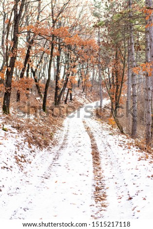 Pathway in the forest in winter
