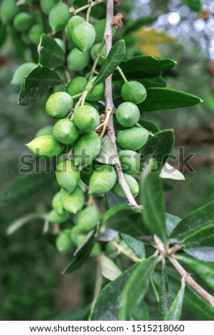 Detail of olive tree branch. Closeup of green olives fruits and leaves with selective focus and shallow depth of field, outdoors