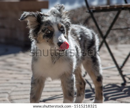 Australian shepherd puppy licking face