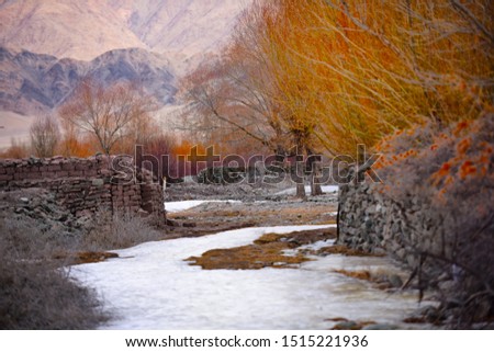 Landscape of Leh Ladakh in the winter and the colorful of tree leaf color changing