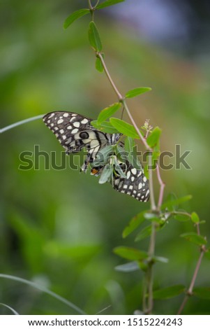 Lime Butterfly on the Flower Plants in its natural habitat during Spring season