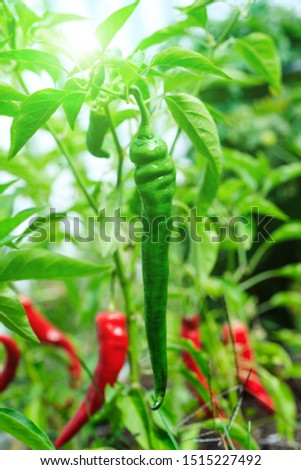Green hot pepper in the growing period, amazing top view. Awesome cayenne spice culture. Chili peppers hanging in the green garden during summer, fall season. Hanging Korean plant as home vegetable. 
