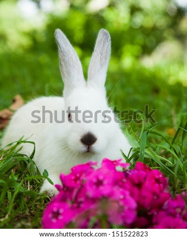 Rabbit bunny cute on the grass outdoors.