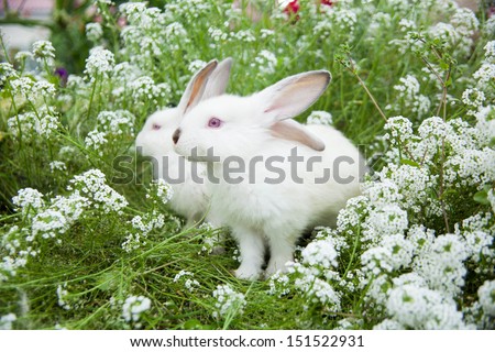 Rabbits bunny cute on the grass outdoors.