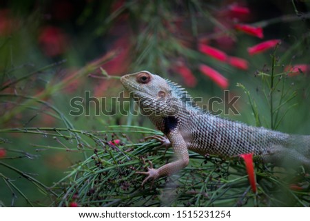 The Garden Lizard  on the flower plant in the garden in natural light