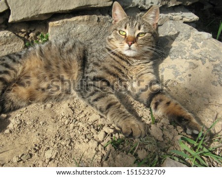 beautiful striped cat resting in the warm sunshine