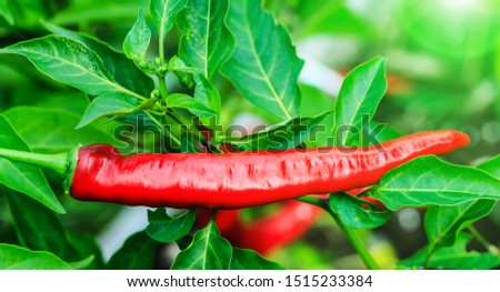 Hot red pepper with green cutting isolated on garden green background. Fresh organic chili in closeup picture. Peppers garden in the fall harvest season.