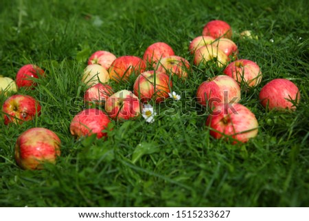 Beautiful picture of autumn.Red apples on wet the grass in drops rain.Autumn concept.Selective focus