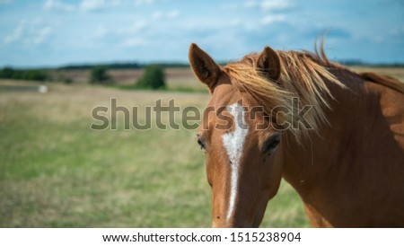 A single brown beautiful horse walking freely on a field. Österlen, Sweden in the summertime. 