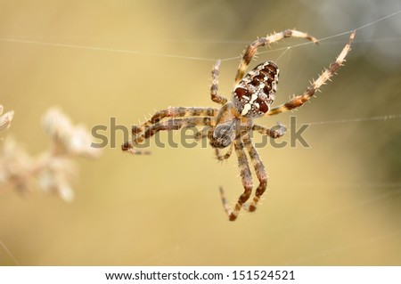 Cross Spider, Araneus Diadematus spider 