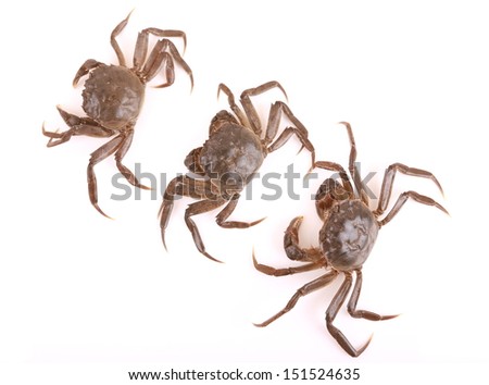 Crab on white background 