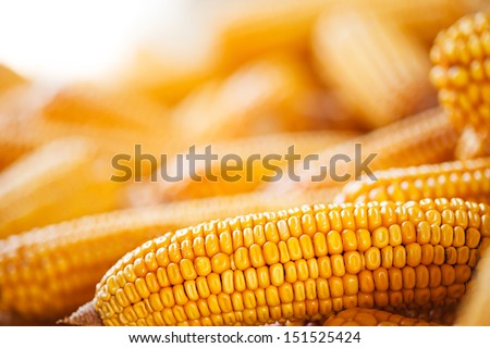 Grains of ripe corn. Macro image.  Royalty-Free Stock Photo #151525424
