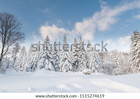 Fir trees covered with snow in the wilderness under a blue sky