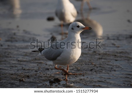 wild seagulls at sea on a beautiful evening
