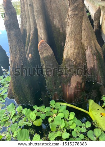 Cypress tree with lily pads on the river after the storm flood