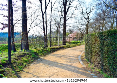 Beautiful view of the walkway and the colorful of the trees nature background in the garden at spring season. Natural and traveling concept.