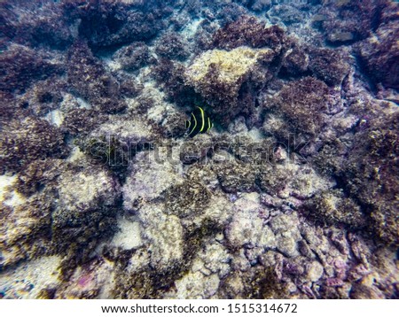 Underwater coral reef in Escambron Beach on San Juan Puerto Rico, selective artistic focus on fish in foreground 