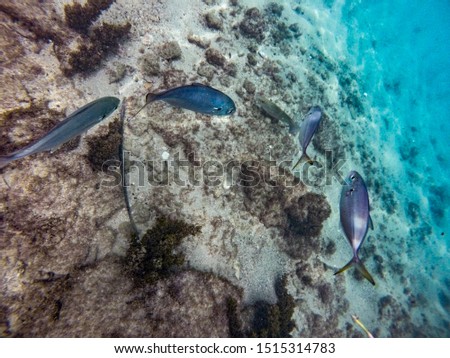 Underwater coral reef in Escambron Beach on San Juan Puerto Rico, selective artistic focus on fish in foreground 