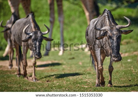 Common wildebeest ,  (Connochaetes taurinus)